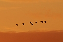 Greylag goose